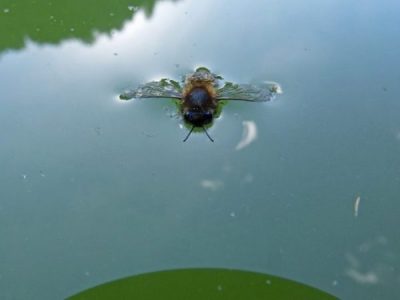Image Of A Bee In Water.