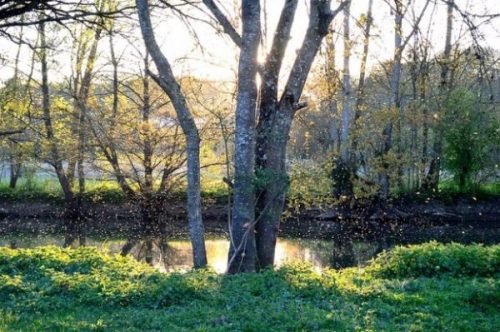 Image Of A Riverbank Trees And Bees.