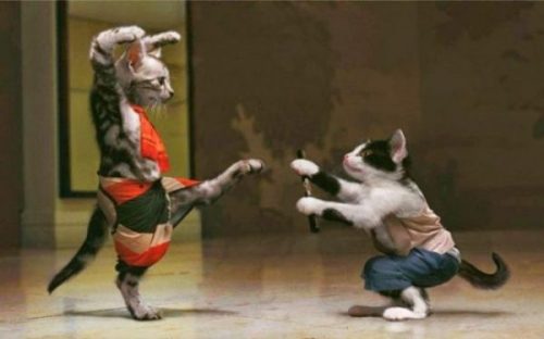 Featured Image Of A Fantasy Image Of Two Uniformed Cats Practicing Martial Arts.