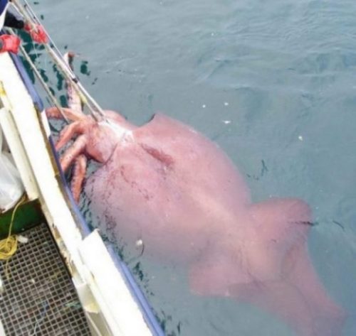 Image Of A Captured Giant Squid Alongside A Boat.