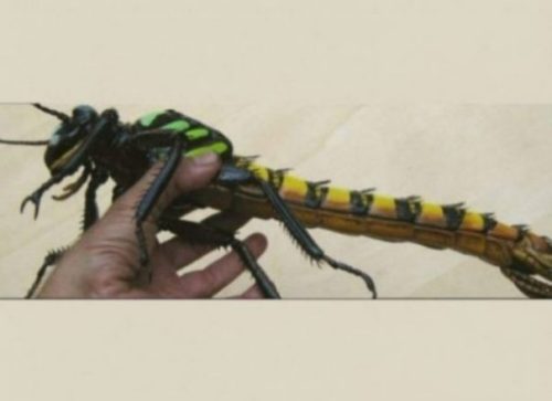 photocredit/thanks:pinterest