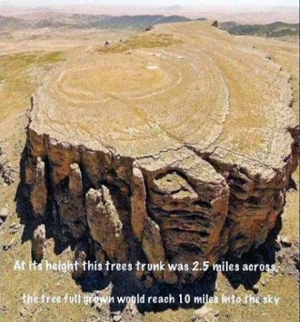uf-tree-giant-earth-science-msmyfacebook | Our World Legends.