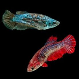 Featured Topic Image