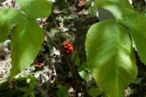 Featured Topic Image