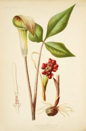 Featured Topic Image