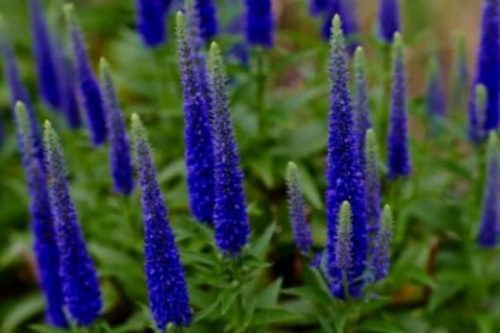 Featured Topic Image