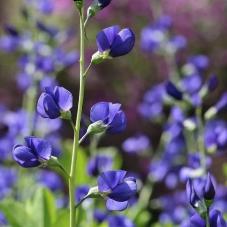 Featured Topic Image