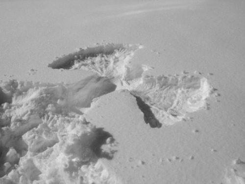 Image Of A Snow Angel Icon Formed In Snowfield.