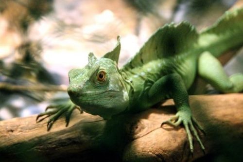 Featured Theme Image The Common Basilisk On A Tree Branch.