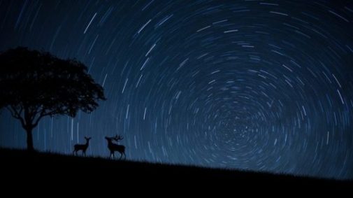 Silhouetted Deer, Moose Stand Under A Tree. Star Tracks Fill The Sky.