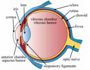 Featured Topic Image Eye Inner Schematics.