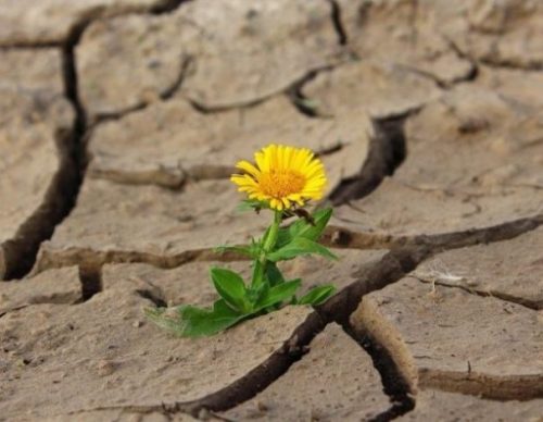 Dry Desert Lands With One Green Plant Yellow Flowered Emerging.