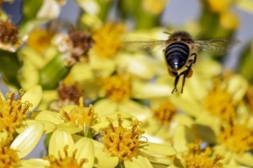 Featured Topic Image A Close Up Of A Bee From Behind In A Field Of Yellow Flowers.