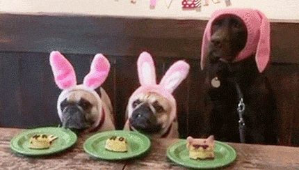 Featured Topic 3 Dogs In A Row Wearing Pink Bunny Ears. One Large Two Small. Each Has A Cake On A Plate-The Large Dog Eats Them All Quickly.