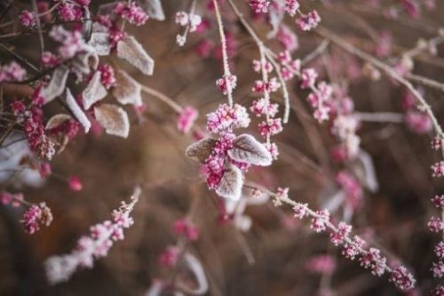 Featured Image A Lightly Snowy/Icy Dew Covered Raspberry Plant Branch Full Of Growing Fruits.