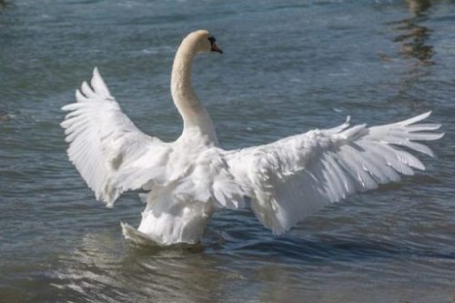 photocredit/thanks:Kobus van Leer:pixabay Featured Topic White Swan Wings Spread In Water.
