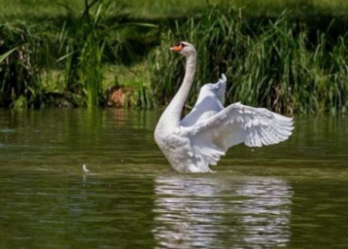 photocredit/thanks:redwallpapers Featured Topic Image Of A White Swan With Wings Spread In A Reedy Lake Not Far From Shore Line.