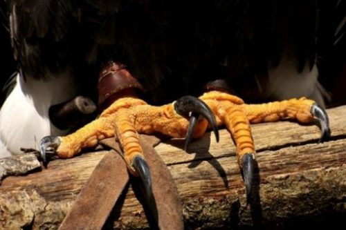 Image Focusing On A Sitting Eagle's Claws.