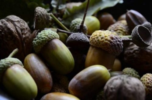 Featured Topic Close Up Image Showing A Small Pile Of Acorns Partially Ripening.