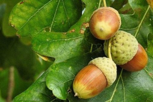 Featured Topic Image Of A Small Clump Of Acorns On The Tree.