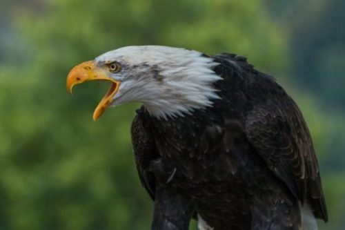 Featured Image Of A Sitting Bald Eagle Squawking.