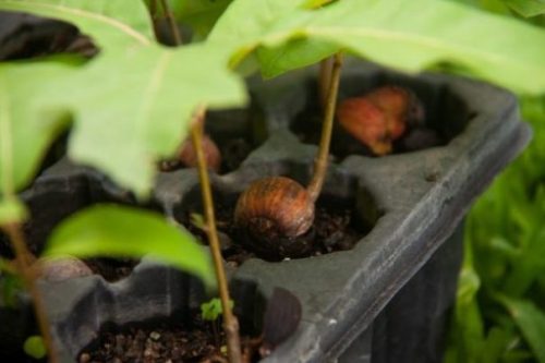 Featured Image Close Up Of Acorn Seed Shoots In A Planter Box.