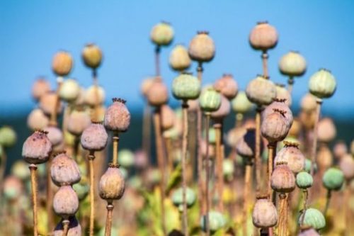 Featured Topic Image Of A Field Of Poppy Buds.