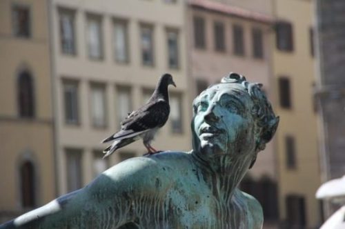 Featured Image Of A Pigeon On A Male Statue Shoulder Staring At The Face.