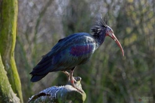 photocredit/thanks:Paul Sprengers:pixabay Featured Image Of A Perched Blue Wood Ibis.