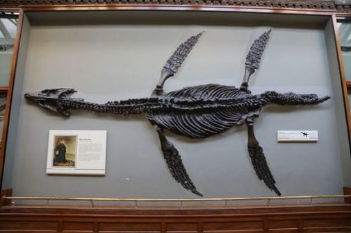 photocredit/thanks:atlasobscura Image Of Fossil Found By Mary Anning.
