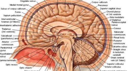 Schematic Image Of The Mind/Brain.