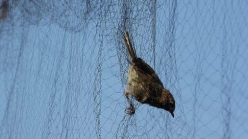 Image Of A Small Bird On A Net.