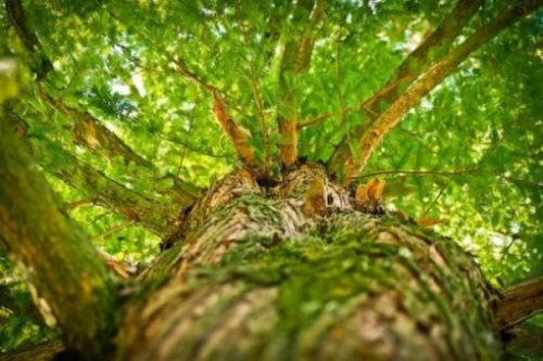 Image Looking Upwards Along A Tree Trunk Showing Branches At Top.