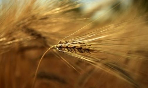 Image Closeup Of Ears Of Grain In A Yellow Grain Field.