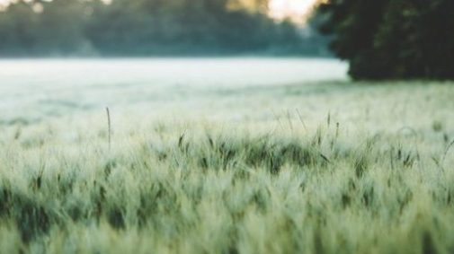 Image Of A Grain Field Still Green In Color.