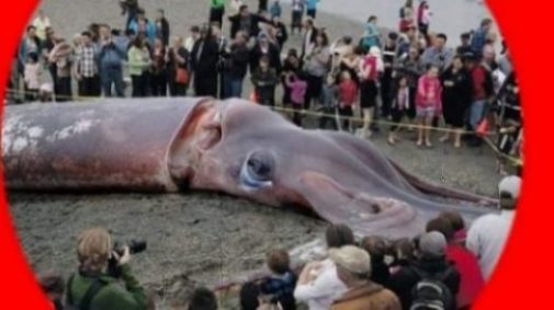 Image Of A Beached Kraken Giant Squid Surrounded By Crowds.