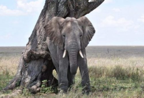Image Of A Lone Elephant Next To A Tree Looking Right At Camera.
