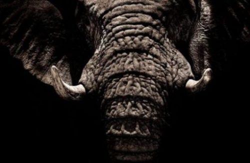Image Of A Closeup Of An Elder Elephants Face, Ears And Tusks.
