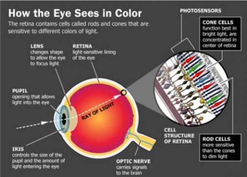 Image Chart Showing How Eyes See Colors.