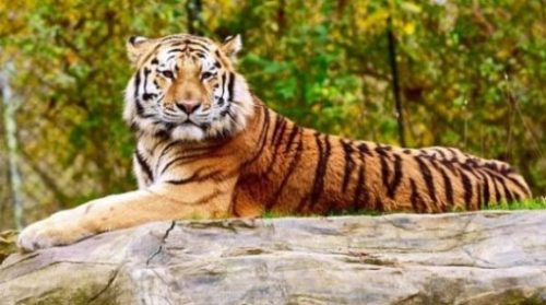 Image Of A Tiger Resting Calmly Backgrounded By Nature.