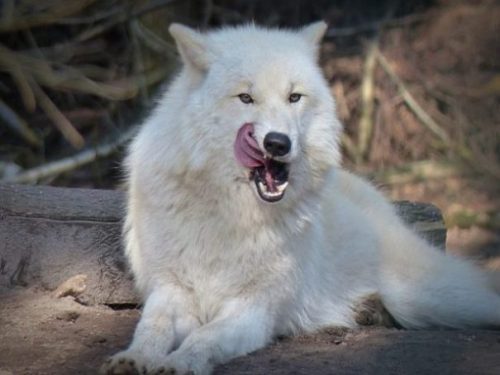 Image Of A Seated White Wolf Licking Own Lips.