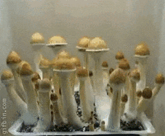 Gif Of Mushrooms Growing.