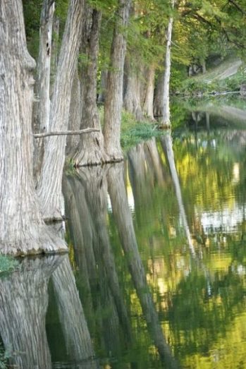 Image Of A Row Of Cypress Trees On A Waters Edge With Partial Reflections Seen In The Waters.
