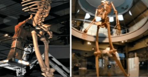 Image Of Giant Skeletons Models Museumed In Ecuador, Switzerland.