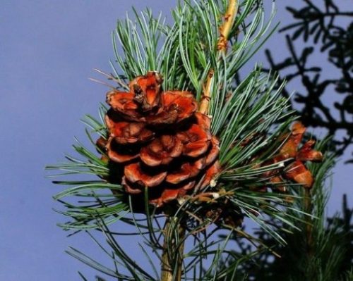 Image Of A Pine Tree Cone Closeup On A Branch.