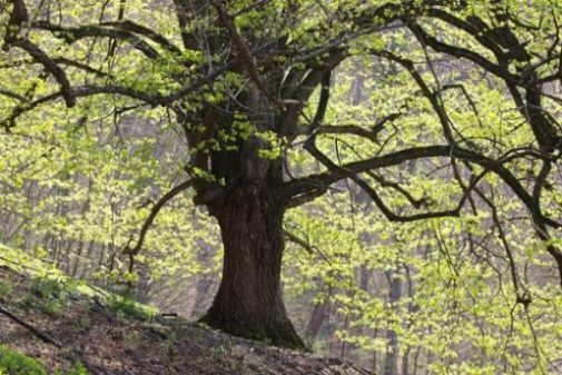 Image Of An Oak Tree In A Forest.