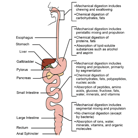 Image Chart Showing Stomach Components And Processes Of Digestion.