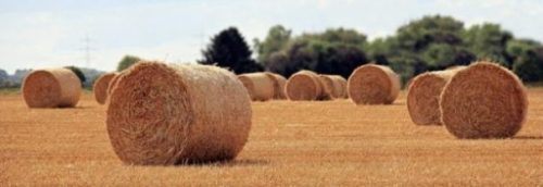 photocredit/thanks:S. Hermann & F. Richter:pixabay Image Of A Farming Field With Several Hay Roll Bales Scattered Around.