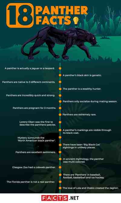 Image Of A List Of Panther Facts.