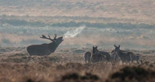 Featured Image Of Several Deer And A Stag In A Field On A Misty Morn.